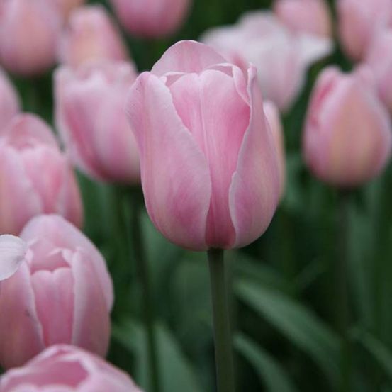 Tulipe triomphe 'rosalie' bulbe calibre 11+ (par 10)