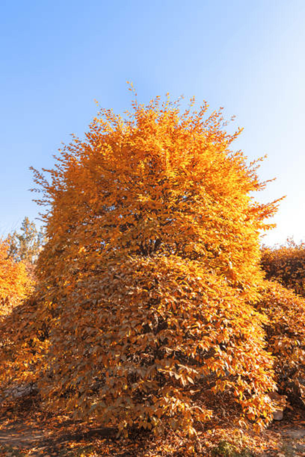 Fagus sylvatica dawyck gold c15l baliveau 150/250 cm (hors pot)