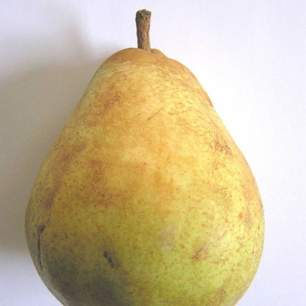 Poirier doyenne du comice pot de 10l - gobelet 2 ans - 120 cm - pré-formé