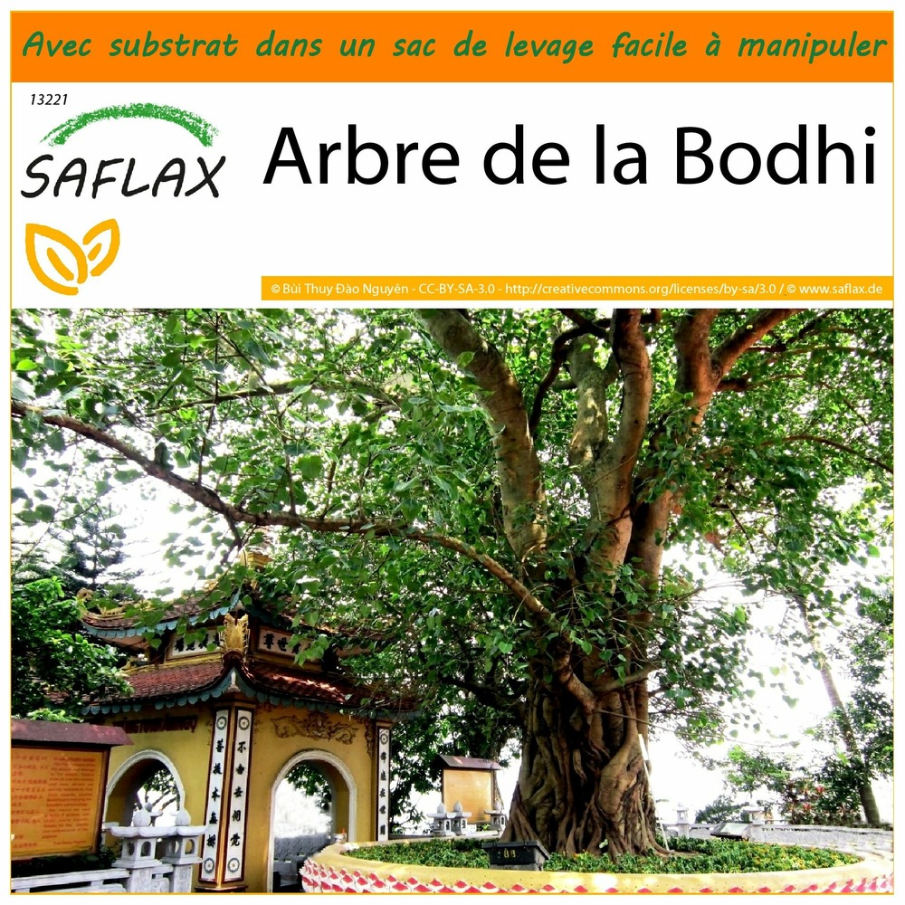 Garden in the bag - arbre de la bodhi - 100 graines - ficus religiosa