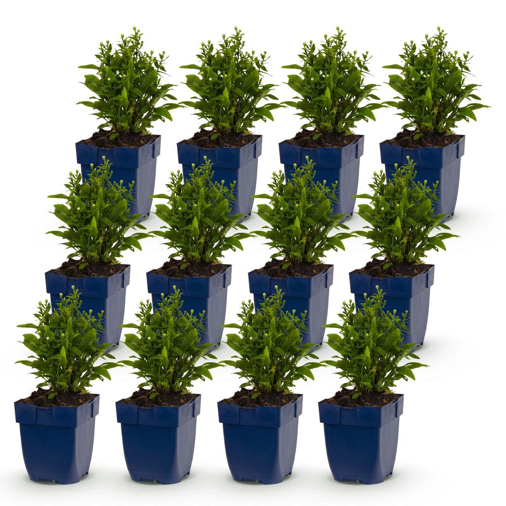 Aster - lot de 12 - pot 11 cm - hauteur 25 cm - plante d'extérieur