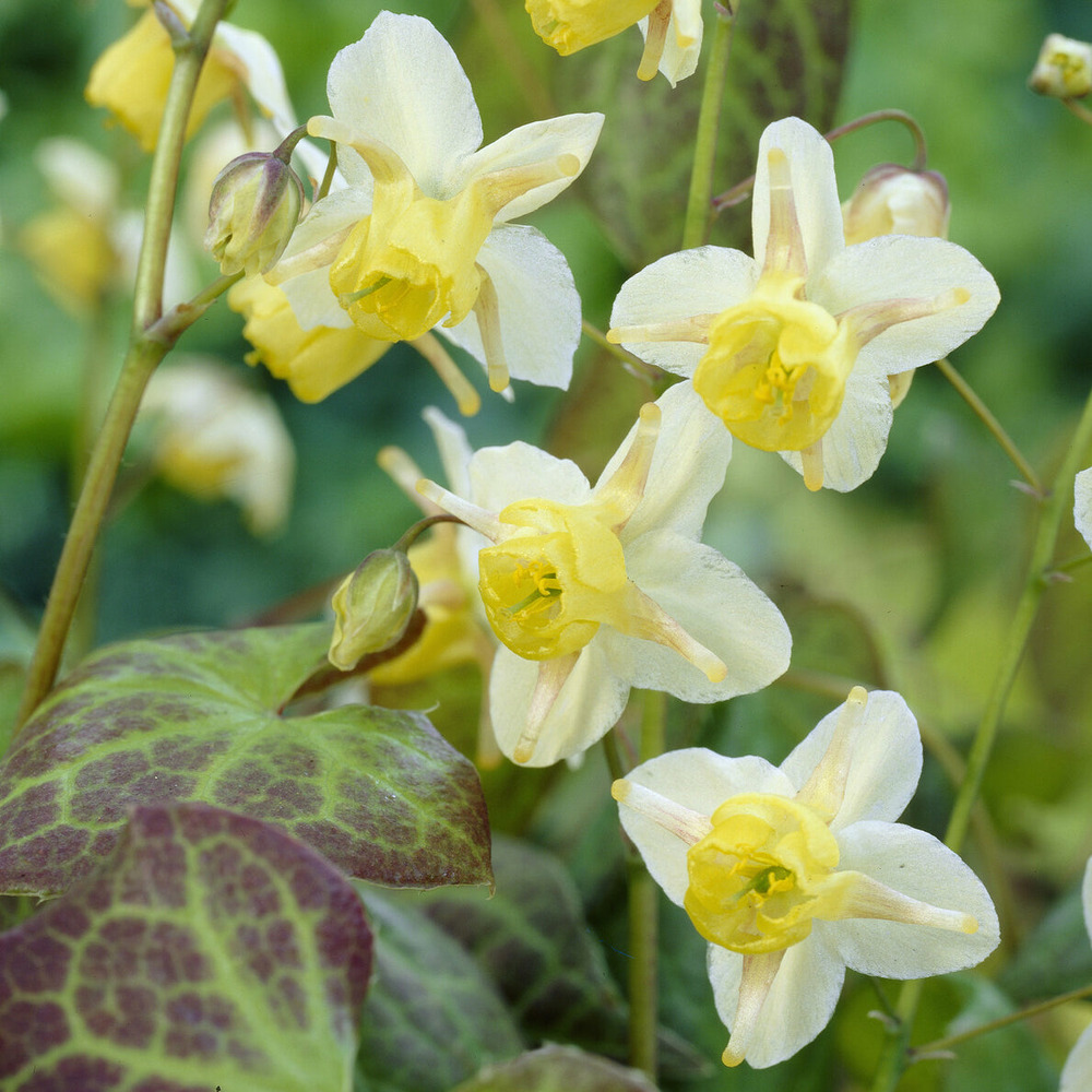 Epimedium sulphureum - le pot / ø 9cm