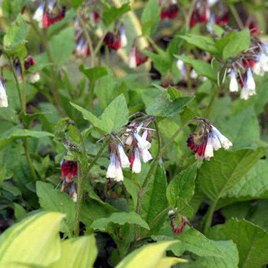 6 x consoude à grandes fleurs 'wisley blue' - symphytum grandiflorum 'wisley blue' - godet 9cm x 9cm