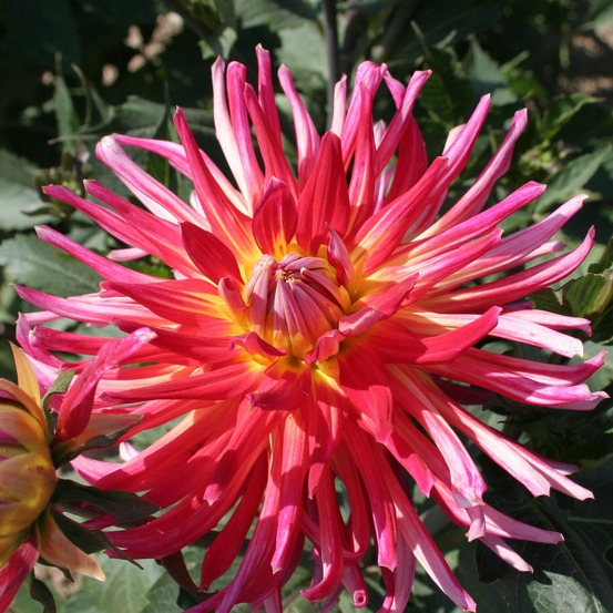 Dahlia gpe cactus 'bora bora' bulbe calibre i