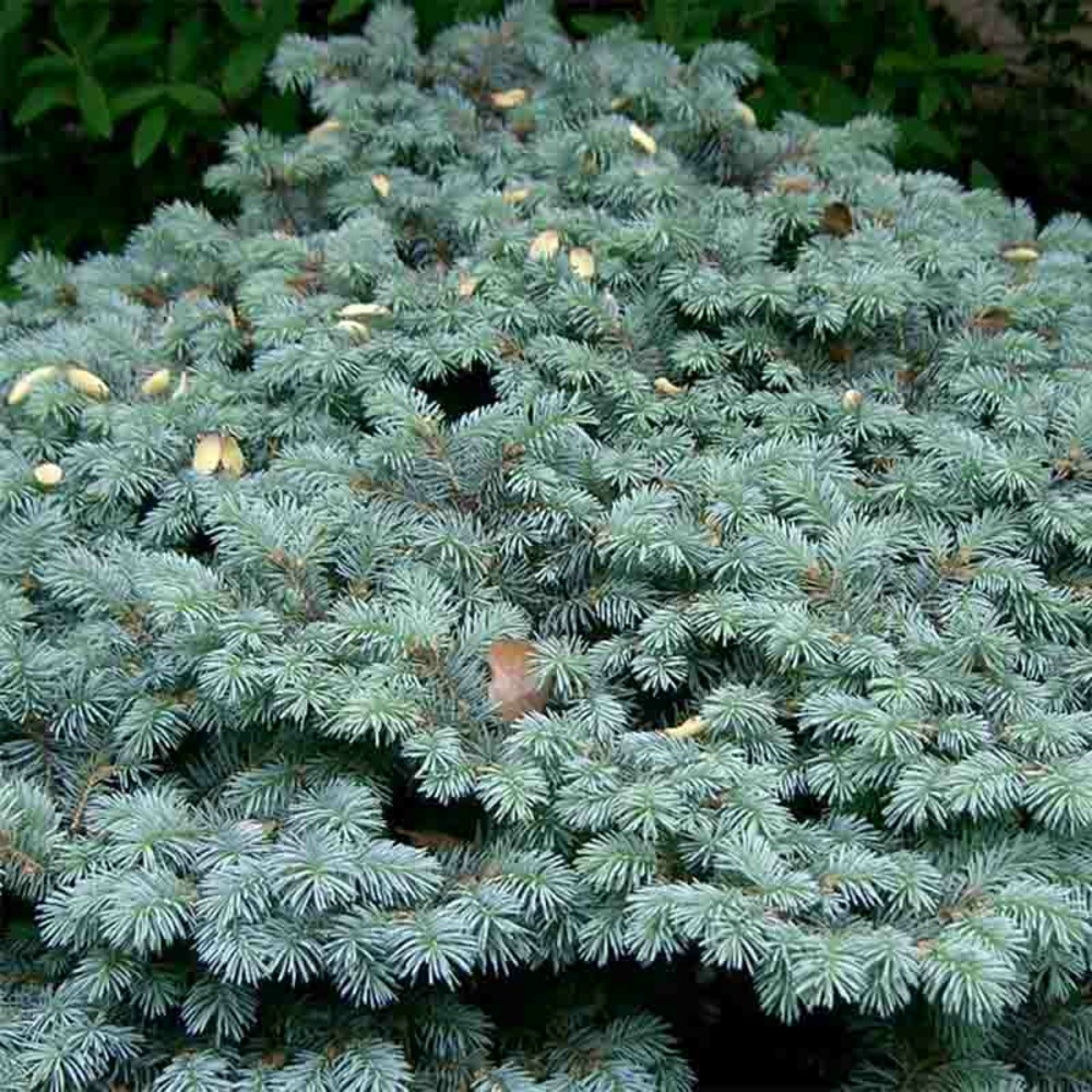 Sapin bleu, epicéa du colorado 'glauca globosa' pot de 4l/5l