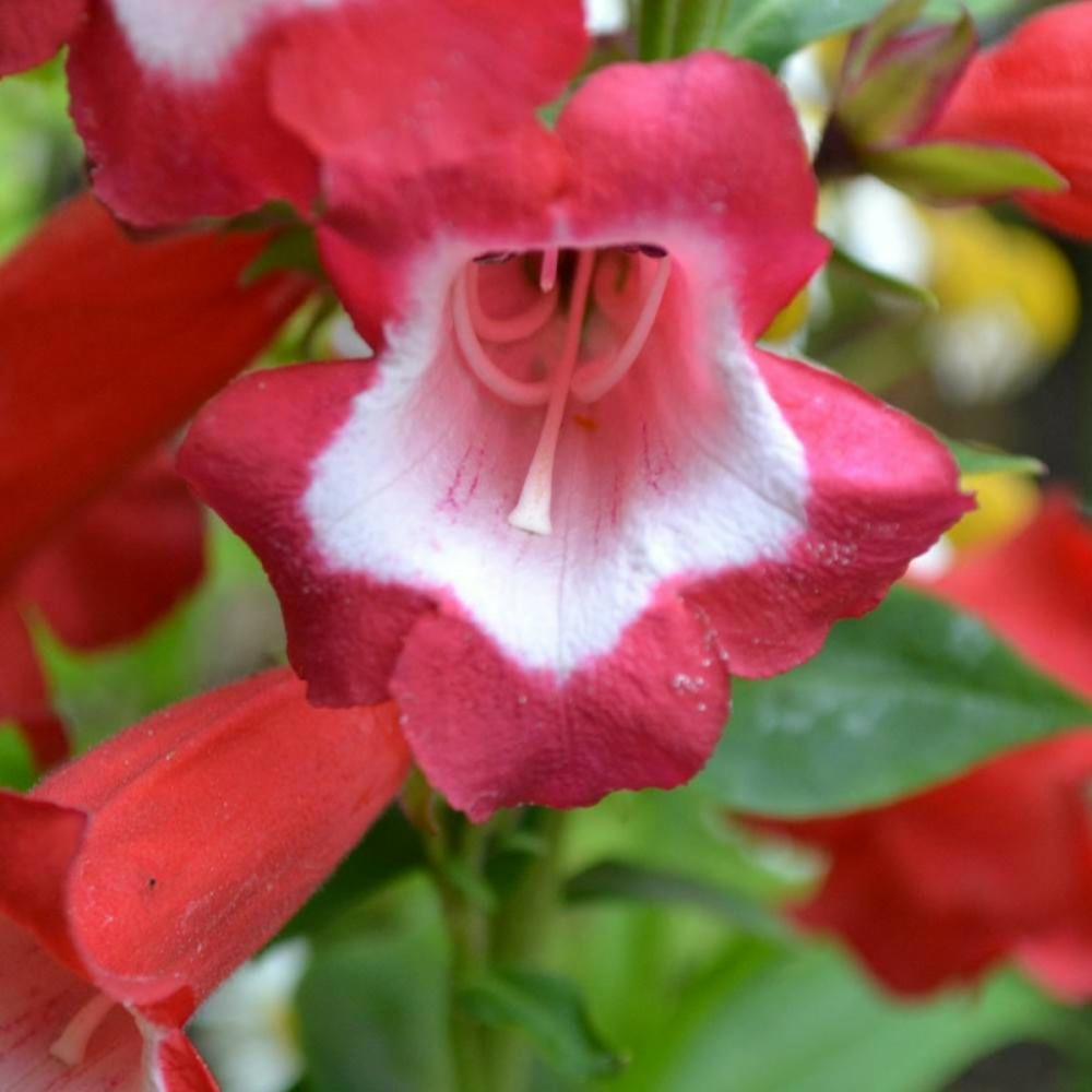 Penstemon le phare godet - 5/20 cm
