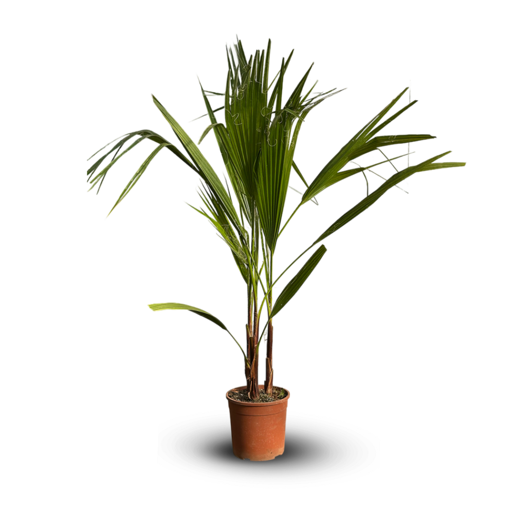 Washingtonia robusta - palmier nain - ↕ 110-120 cm - ⌀ 19 cm - plante d'extérieur