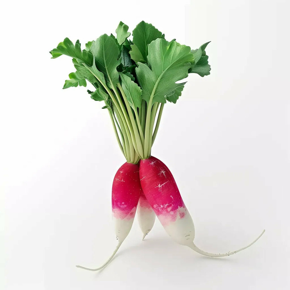 300 graines de radis demi-long - semisauvage permaculture