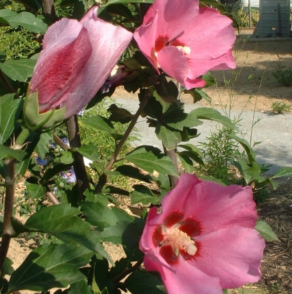 2 x mauve en arbre 'pink giant' - hibiscus syriacus 'pink giant' ('flogi')  - 40-60 cm pot