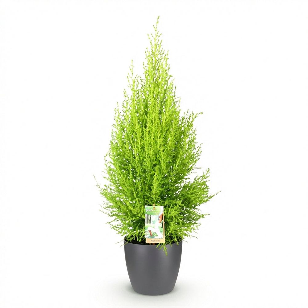 Cupressus gold crest wilma - conifère d'intérieur - pot de 21cm - hauteur 85-95cm - plante d'extérieur