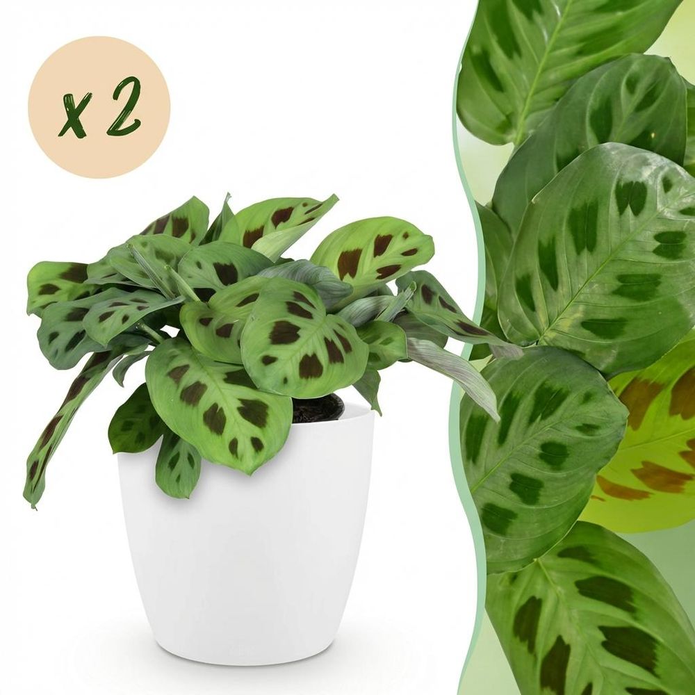Maranta fascinator kerchoveana - pet-friendly - pot de 12cm - hauteur 25cm - plantes d'intérieur