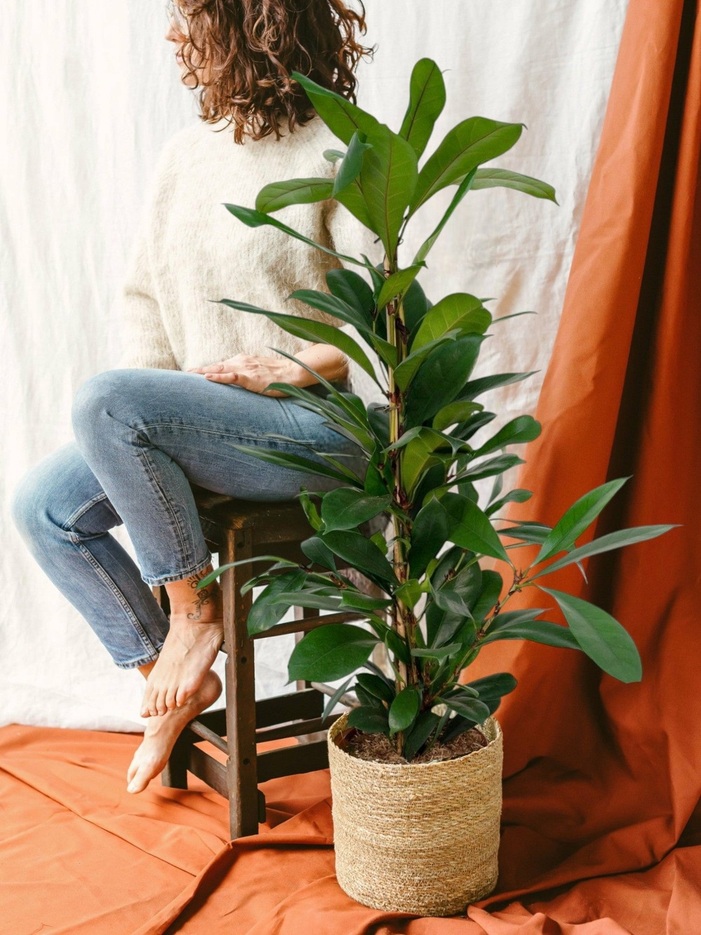Ficus cyathistipula h30cm 105cm - plante d'intérieur