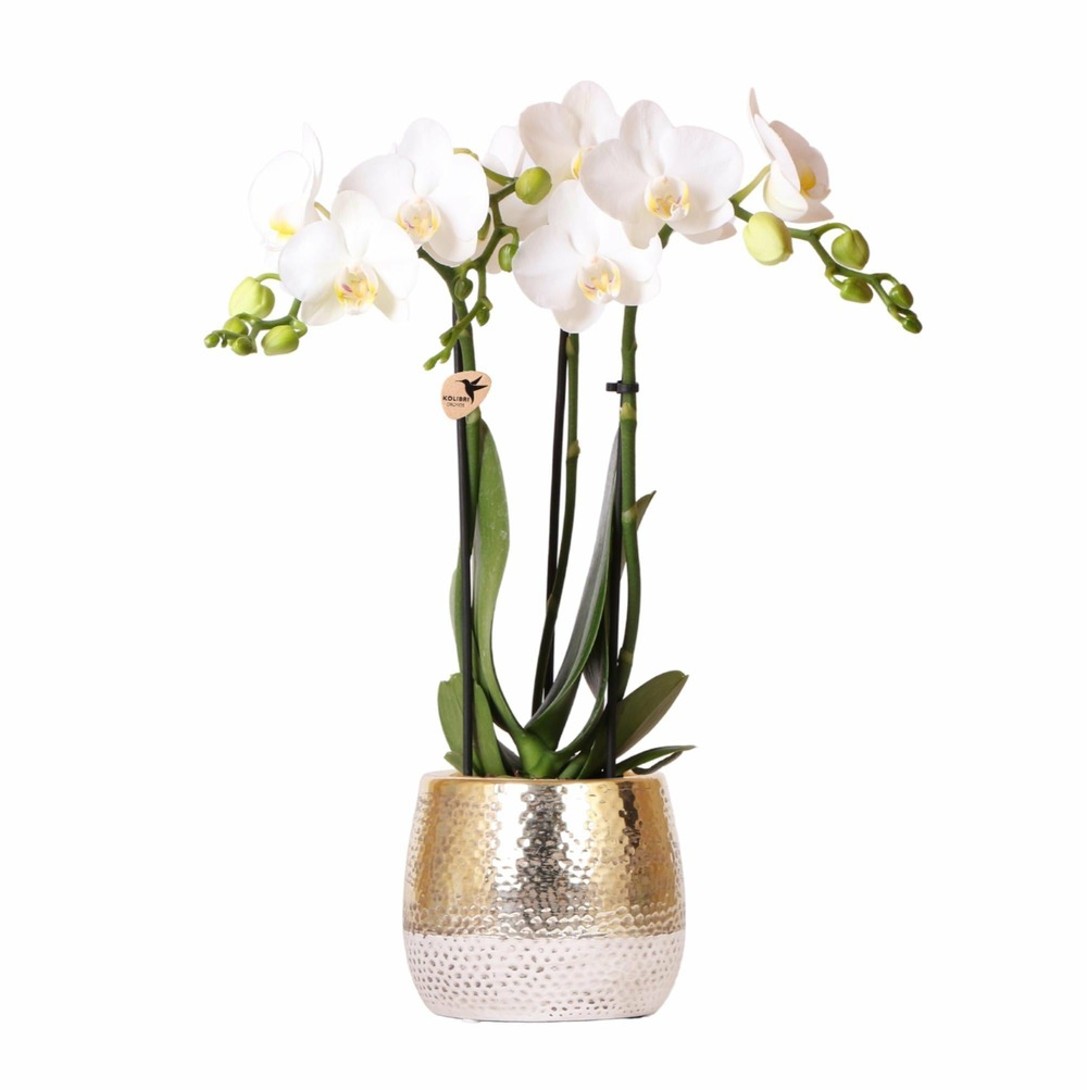 Orchidée amabilis blanche et son pot doré elite - hauteur 35cm