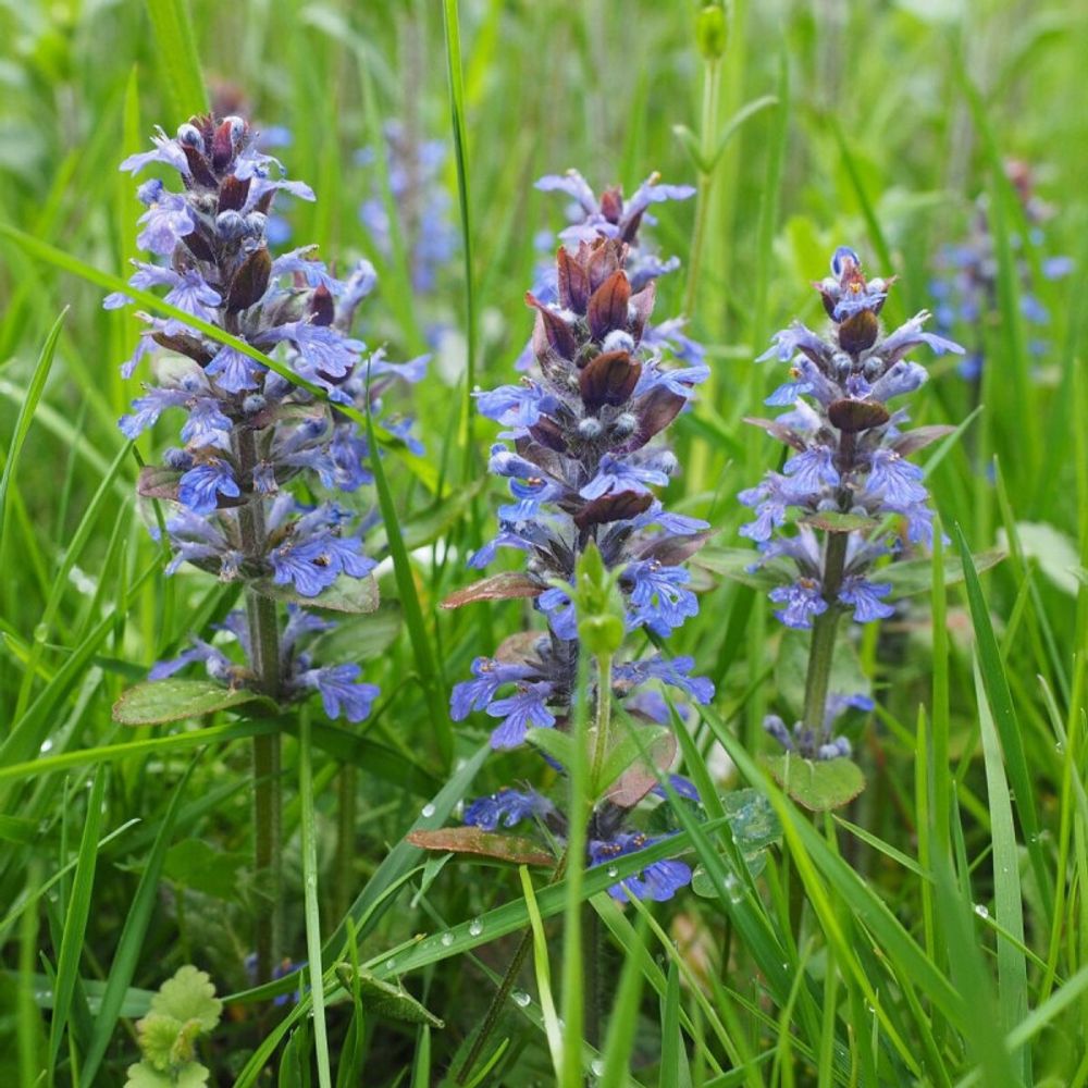 Bugle rampante, ajuga lot de 9 godets