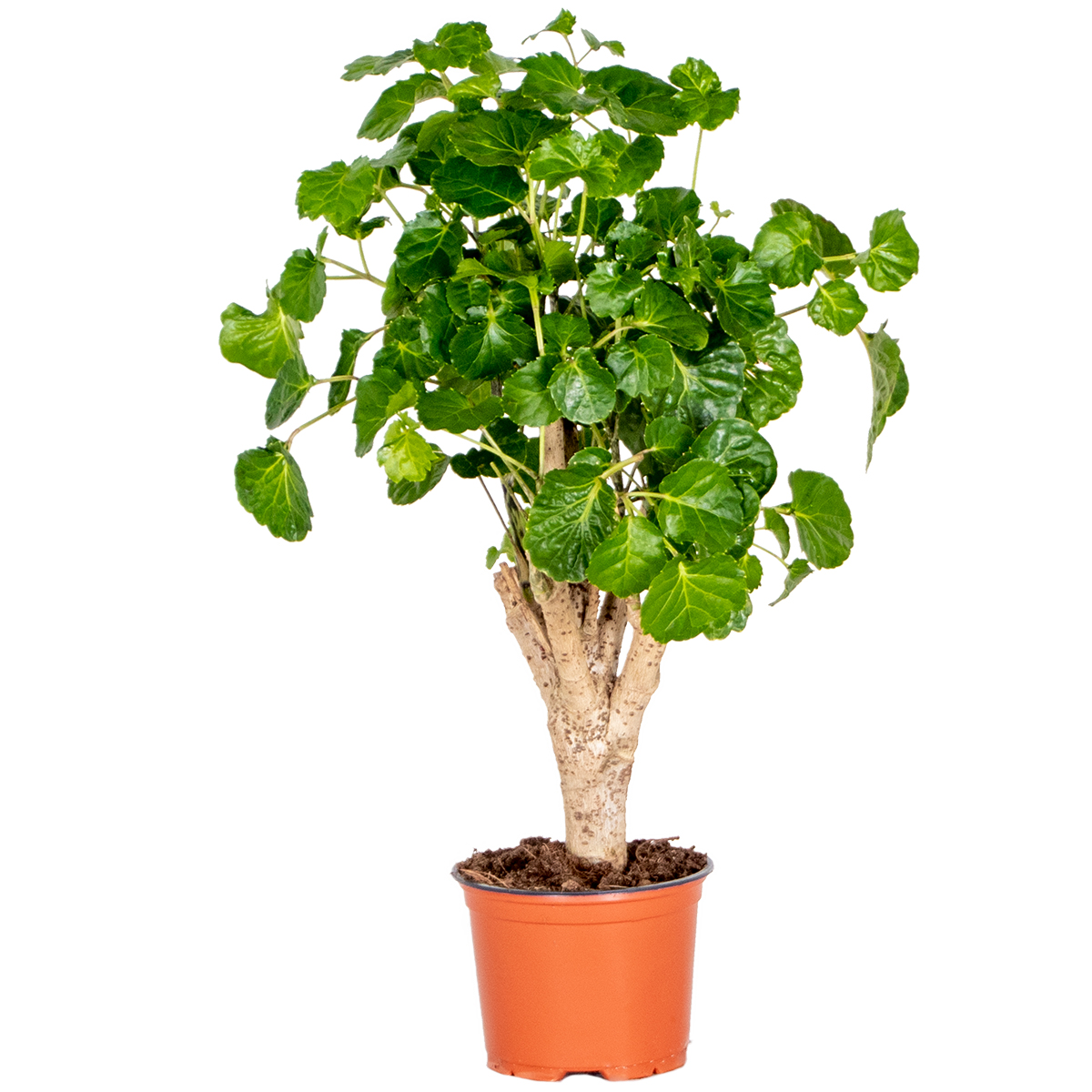 Polyscias green lemon - aralia - plante d'intérieur - spécial - ⌀12 cm - ↕ 30-40 cm