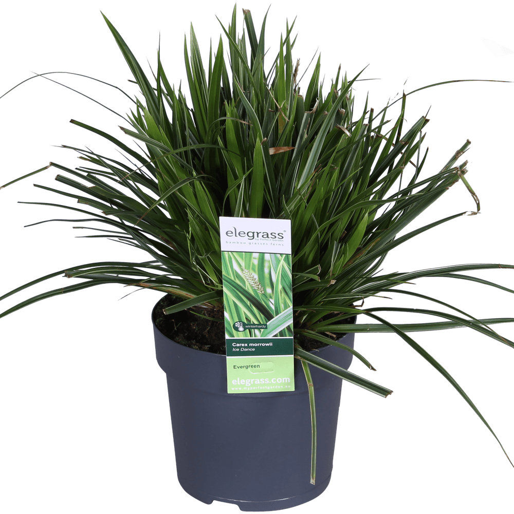 Carex morrowii 'ice dance' - h30 cm - ø14 cm - plante d'extérieur