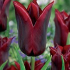 10 tulipes à fleurs de lis lasting love, le sachet de 10 bulbes / circonférence 11-12cm