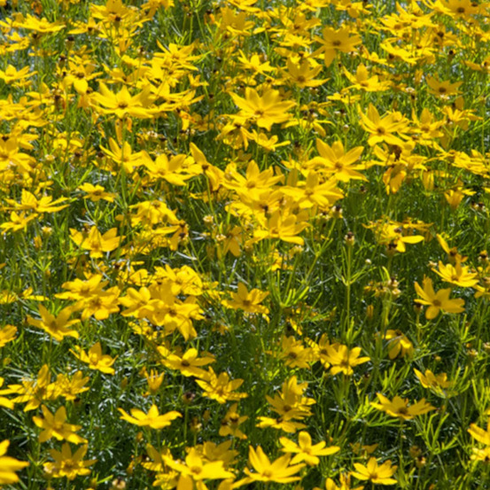 Coréopsis grandiflora, coréopsis verticillé lot de 9 godets