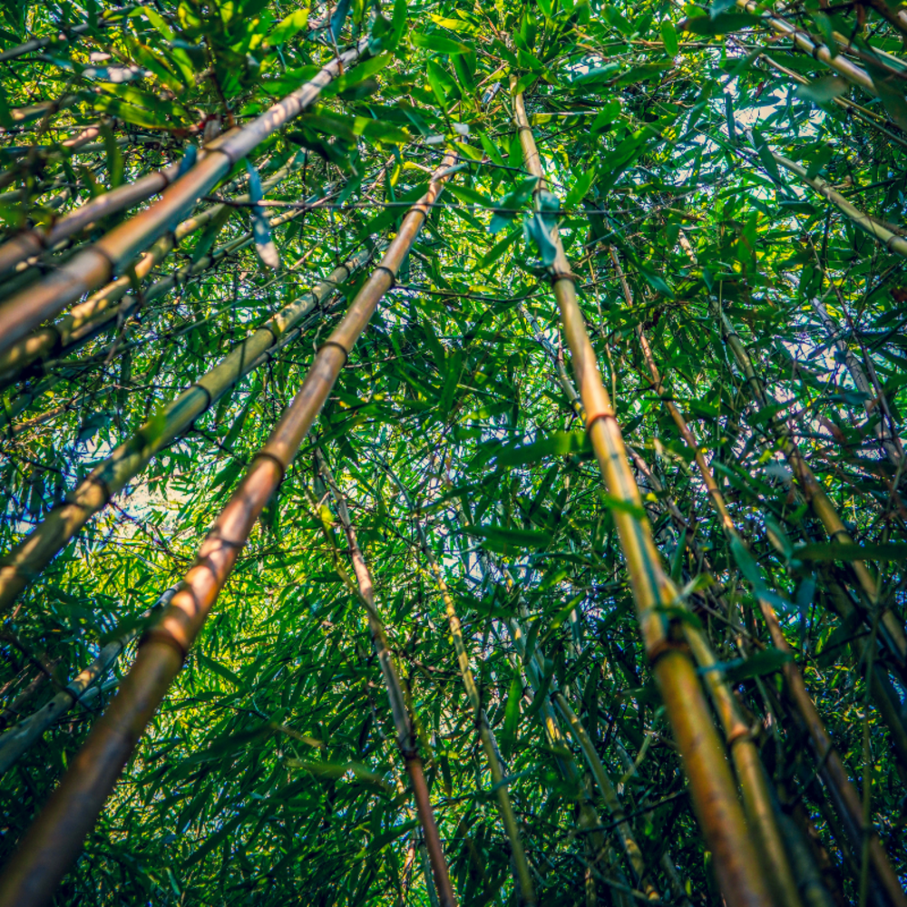 Bambou fargesia scabrida asian wonder 125/150cm