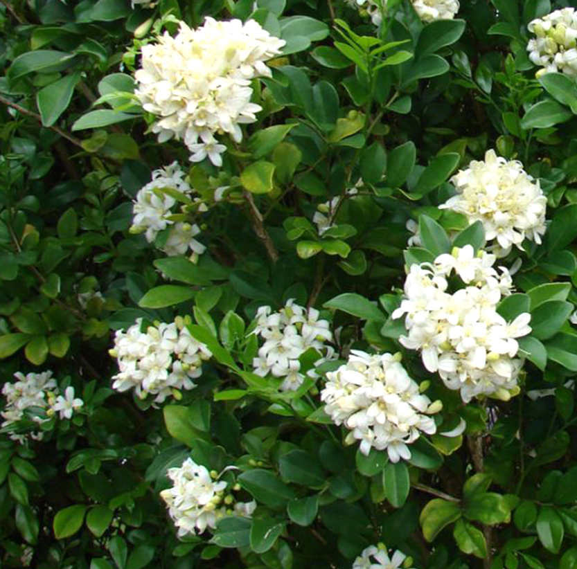 Murraya paniculata (buis de chine, bois jasmin, oranger jasmin)   blanc - taille pot de 25l- 125/150cm