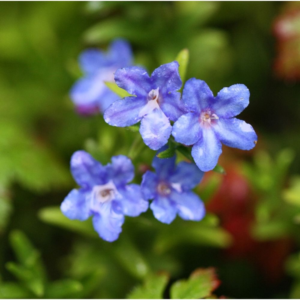 Grémil 'heavenly blue' mini-motte ø 3/4 cm (par 3)