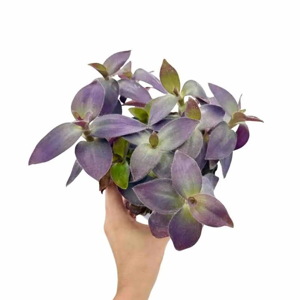 Tradescantia pallida - pot de 12cm - plantes d'intérieur