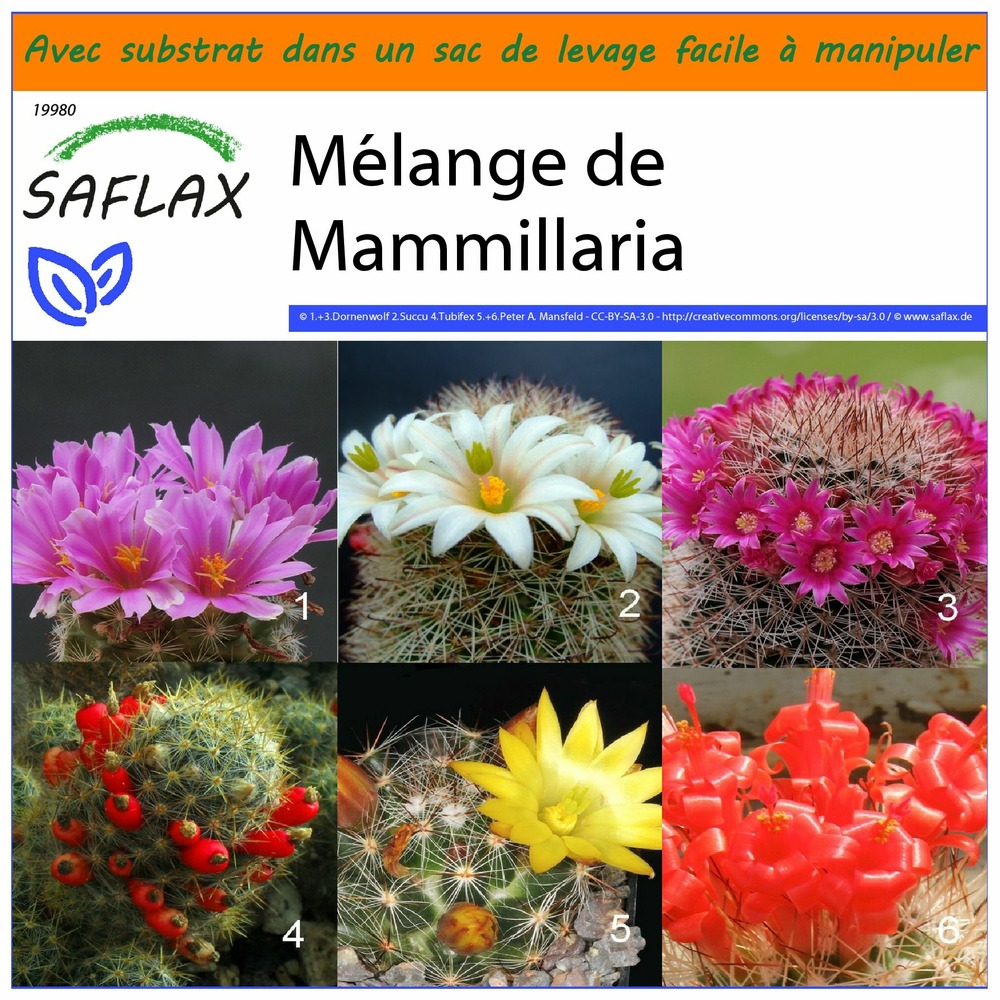 Garden in the bag - mélange de mammillaria - 40 graines - mammilaria mix