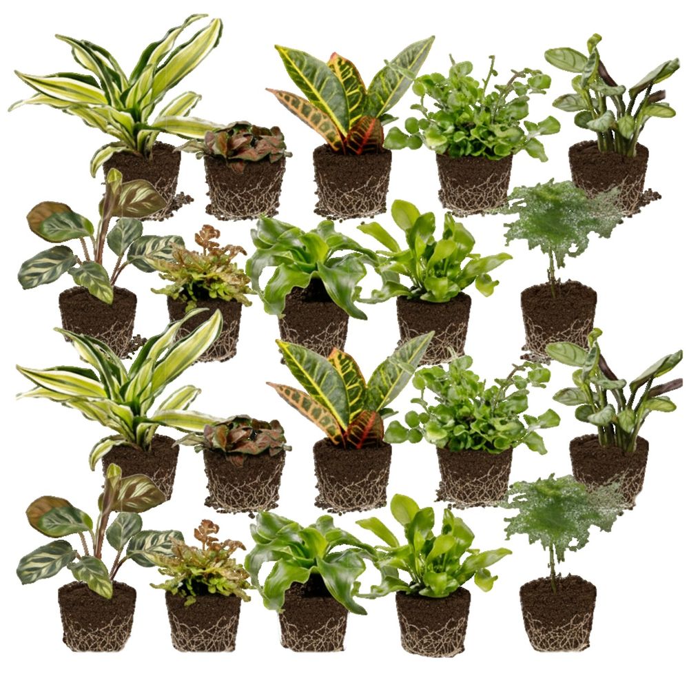 Mini-plantes d'intérieur : fougères (20 pièces) - pour terrarium
