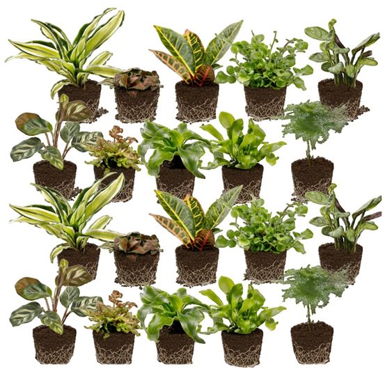 Mini-plantes d'intérieur : fougères (20 pièces) - pour terrarium