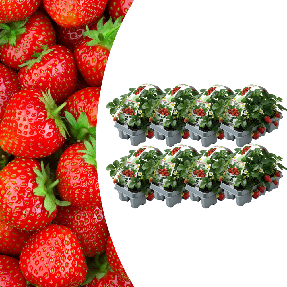 Fraises, paquet de 6 (fragaria), 100 % bio