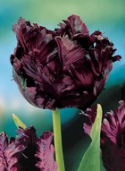 10 tulipes perroquet black parrot, le sachet de 10 bulbes / circonférence 11-12cm