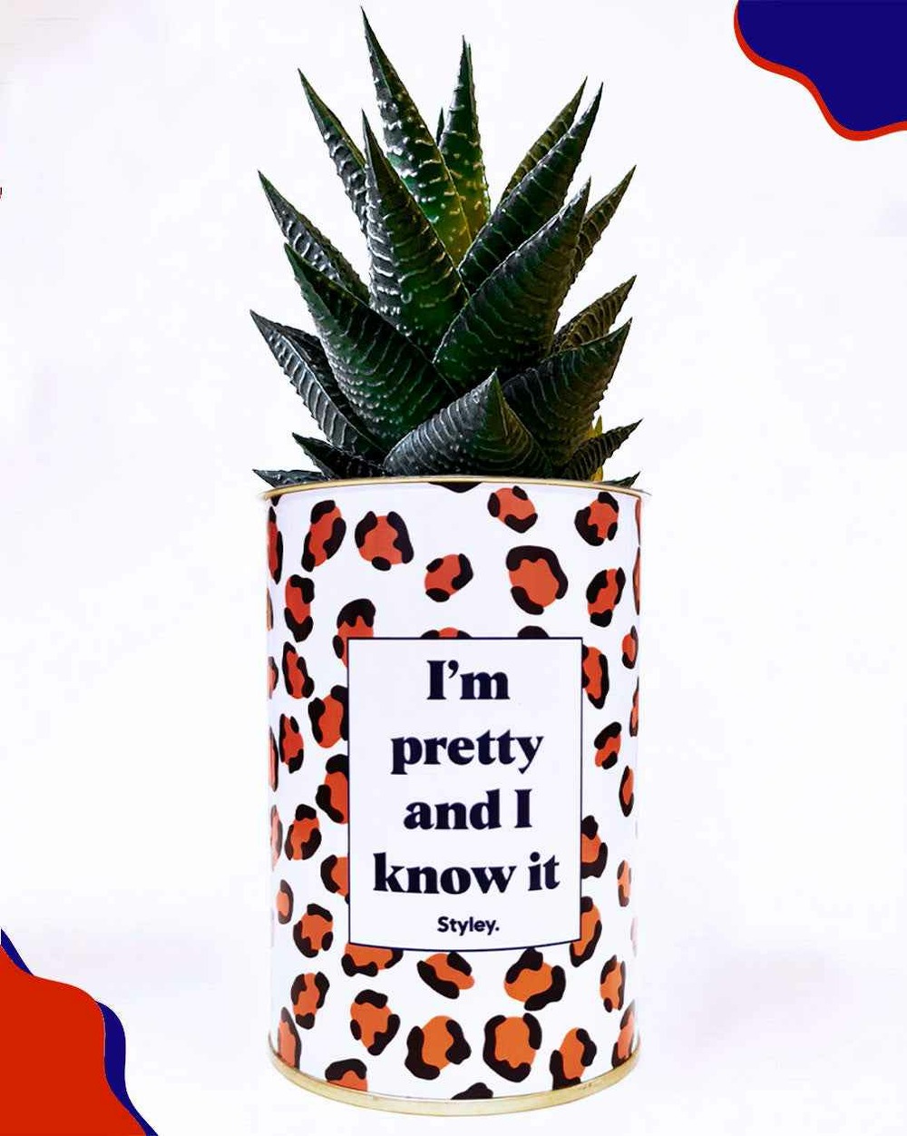 Plante drôle - i'm pretty and i know it - cactus
