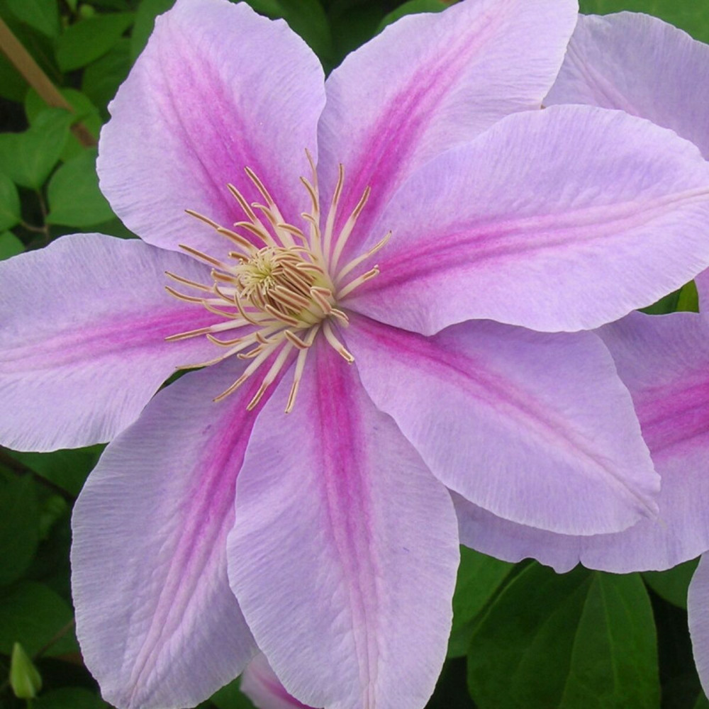 Clématite bee's jubilée pot de 3l - echelle bambou 60/120 cm
