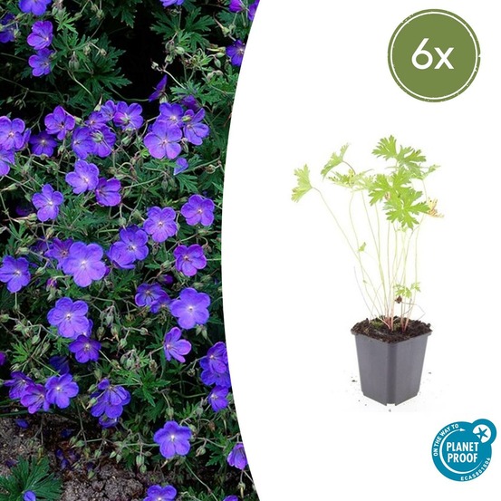 Géranium vivace 'johnson's blue' x6 – entre 0,38 et 0,5m2