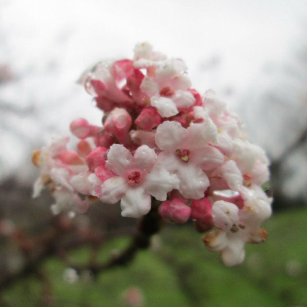 Viorne d'hiver dawn, viburnum pot de 3l - 40/60 cm