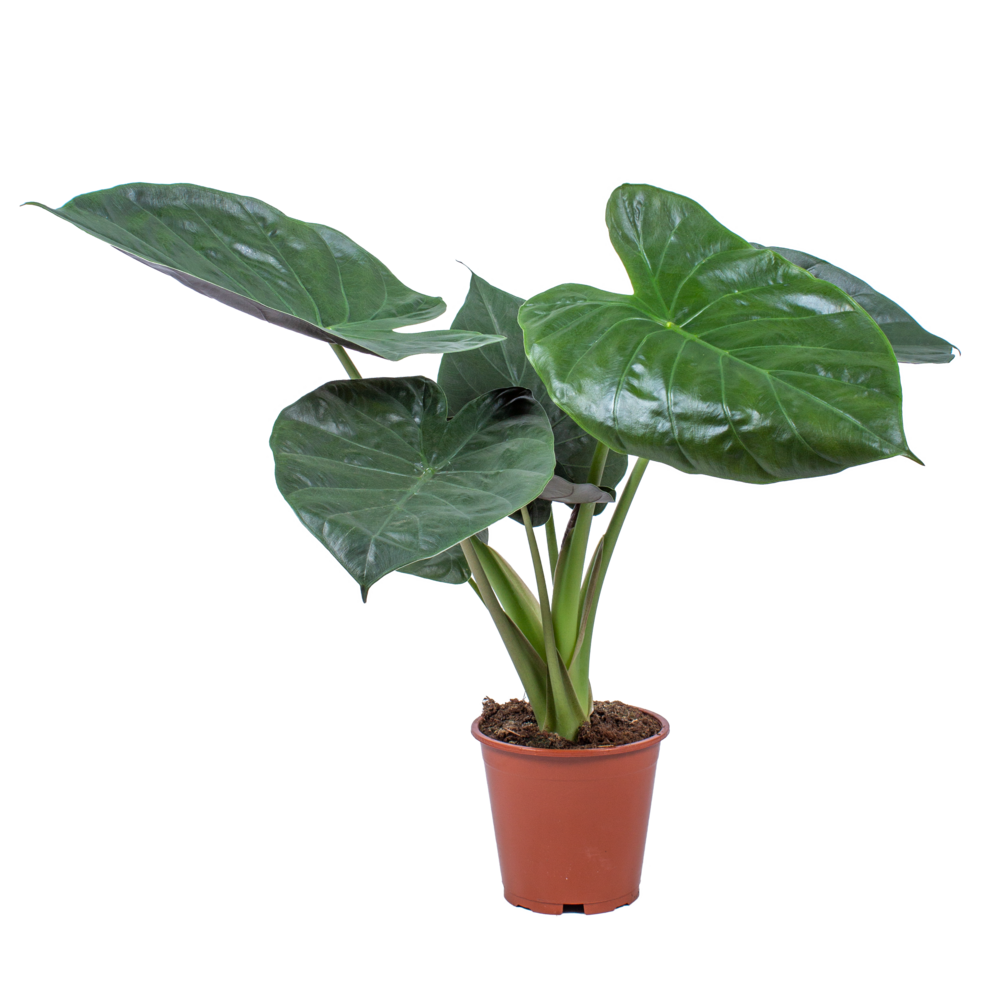 Alocasia wentii - oreille d’éléphant - plantes d’intérieur - hauteur 50-60 cm - pot 19 cm