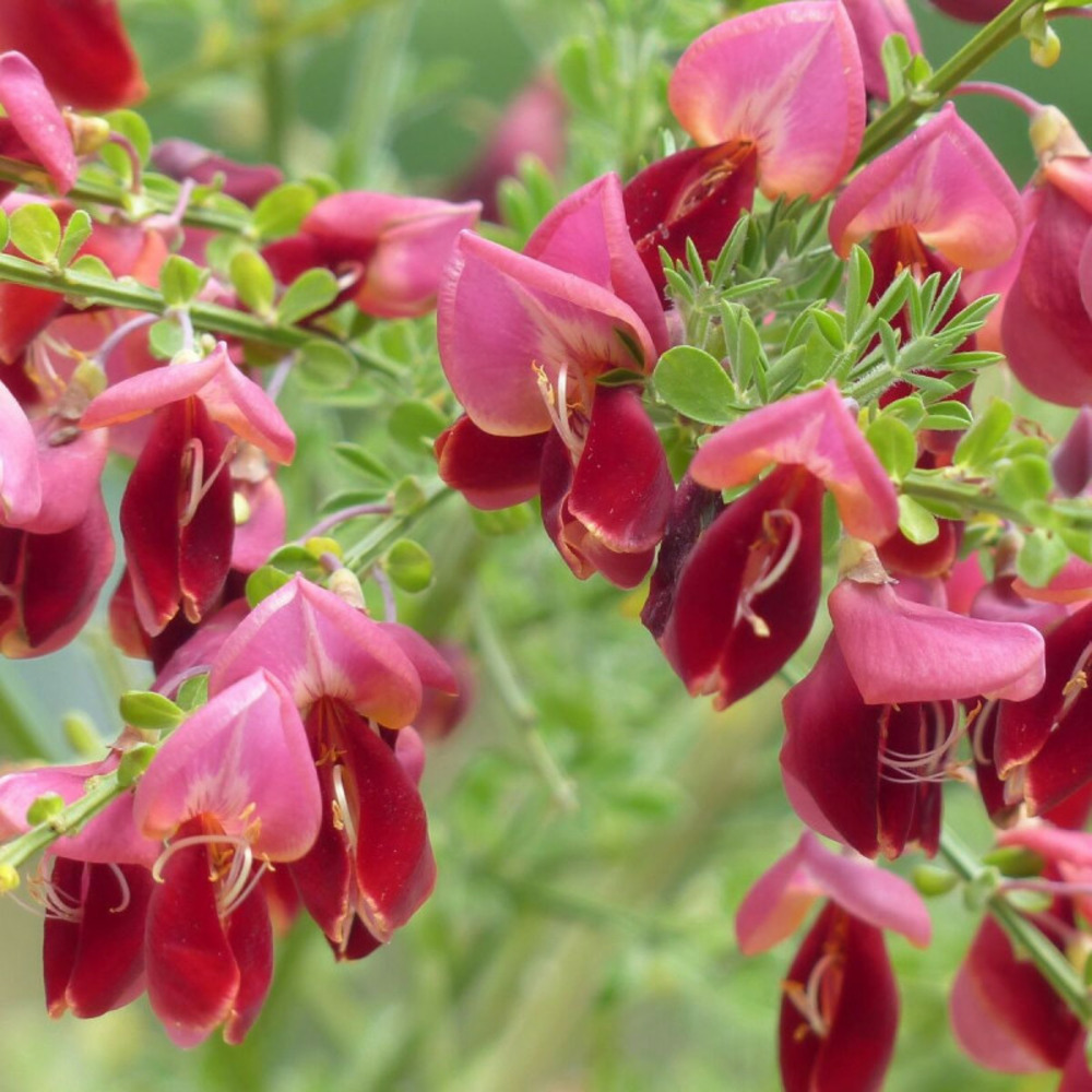 Genêt précoce red favorite pot de 3,5l - 40/60 cm