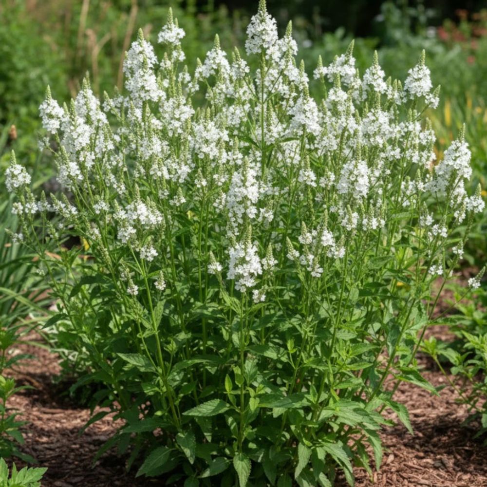 Verveine hastée white spires lot de 5 godets