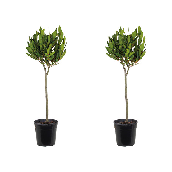 Lot de 2 - laurus nobilis - laurier sur tige - plantes de jardin - 80-100 cm de haut - ⌀21 cm