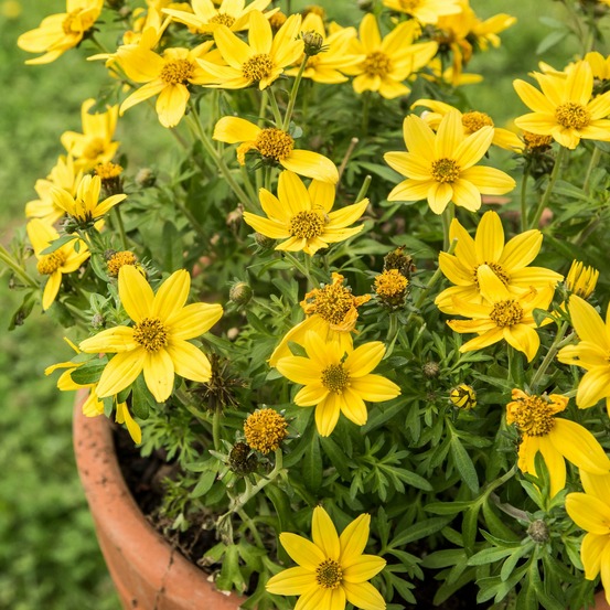 Bidens jaunes - le pot / ø 10,5cm