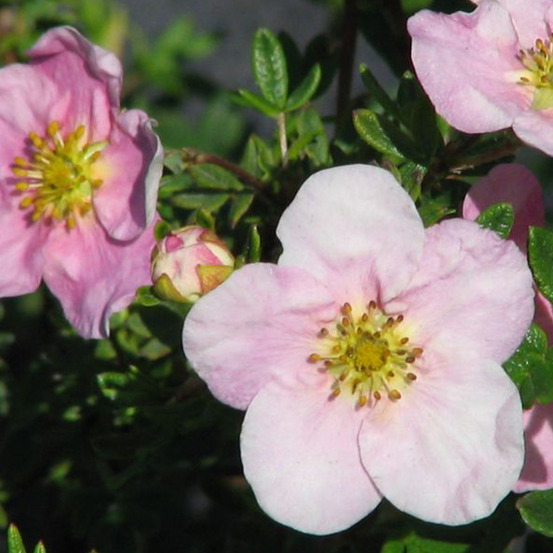 2 x potentille arbustive 'princess' - potentilla fruticosa princess 'pink queen' - 20-25 cm pot