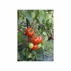 Graines de tomate saint pierre certifié ecocert fr-bio-01
