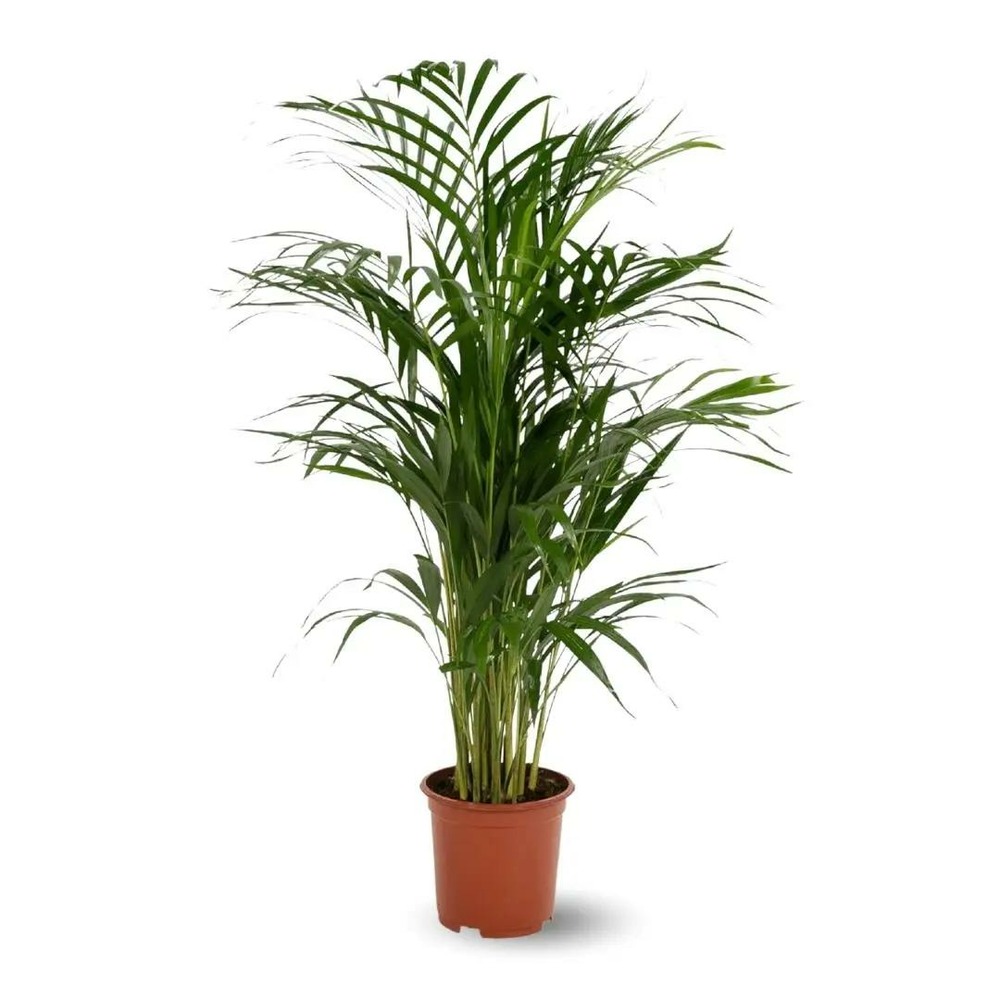 Plant in a Box - Kentia Palmier - Howea Forsteriana - Plante verte  interieur vivante - Purifiante - Pot 18cm - Hauteur 90-100cm : :  Jardin