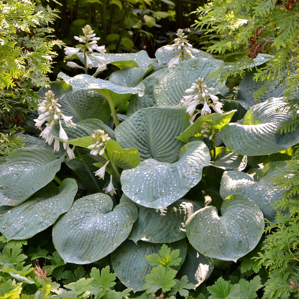 Hosta 'blue angel' godet de 8/9 cm
