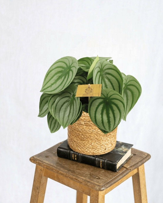 Peperomia argyreia 25cm - plante d'intérieur