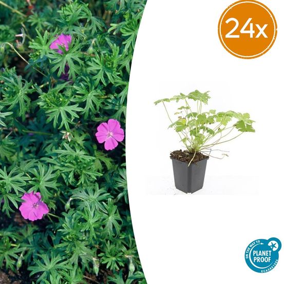 Lot de 24 - geranium 'tiny monster' - h10-25 cm