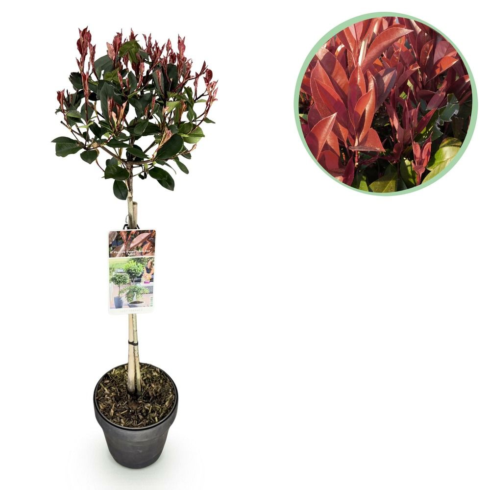 Photinia little red robin - pot 19 cm - hauteur 90 cm