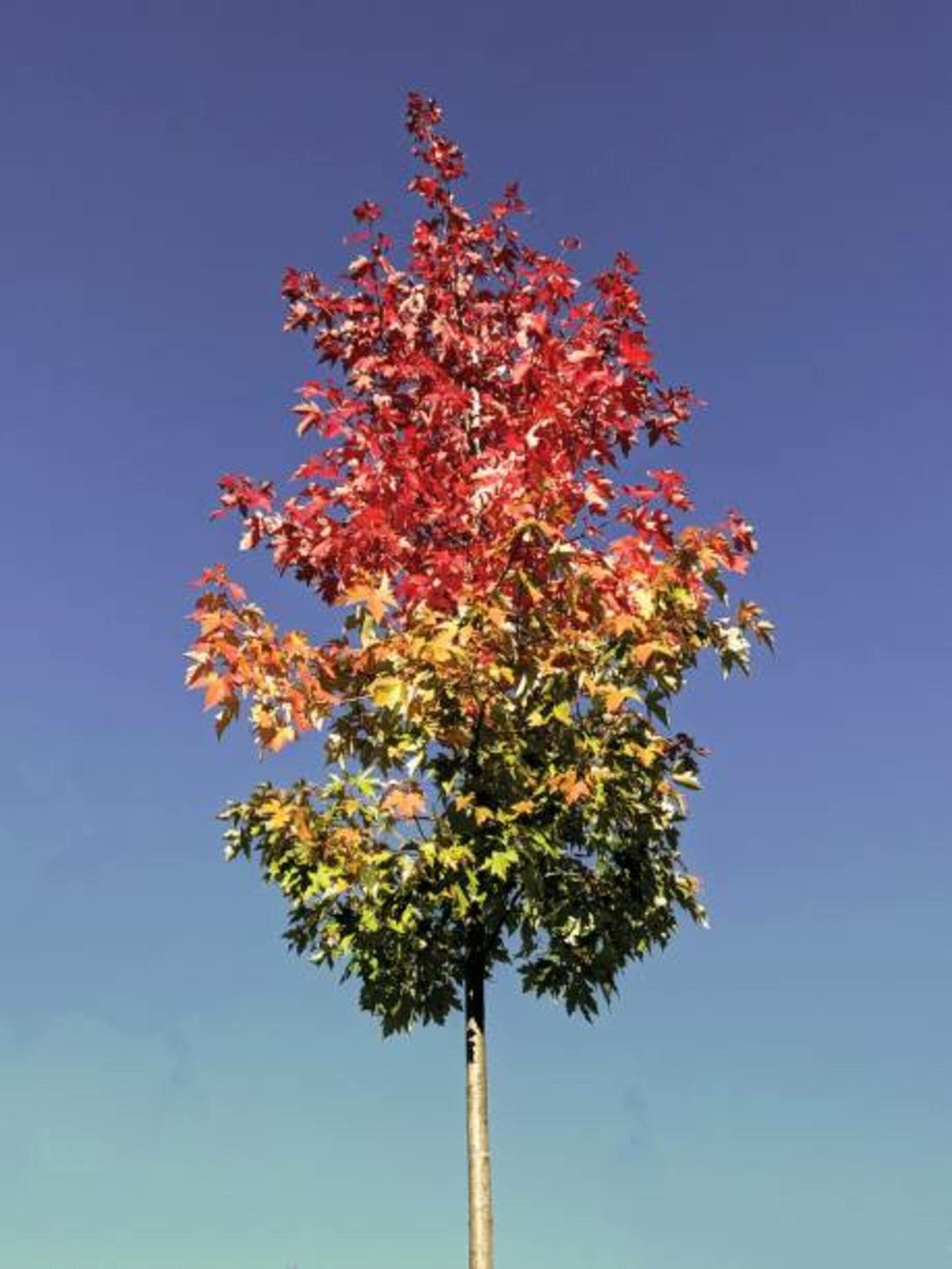 Liquidambar styraciflua albomarginata manon c15l baliveau 150/250 cm (hors pot)
