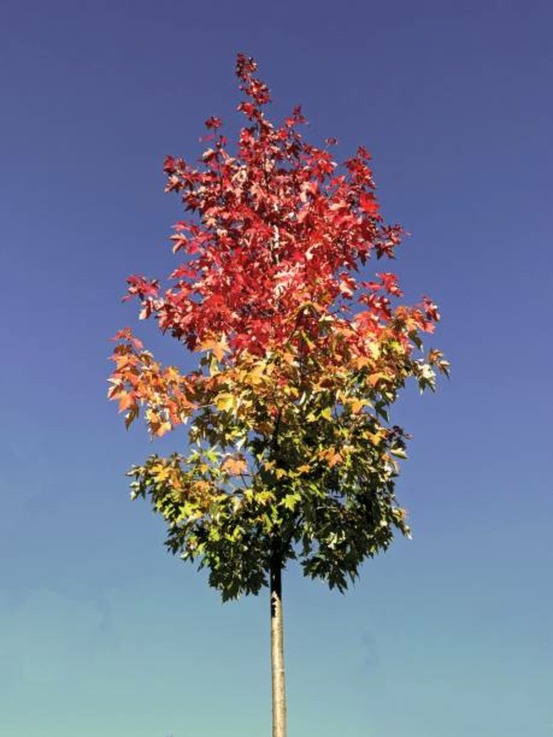Liquidambar styraciflua albomarginata manon c15l baliveau 150/250 cm (hors pot)