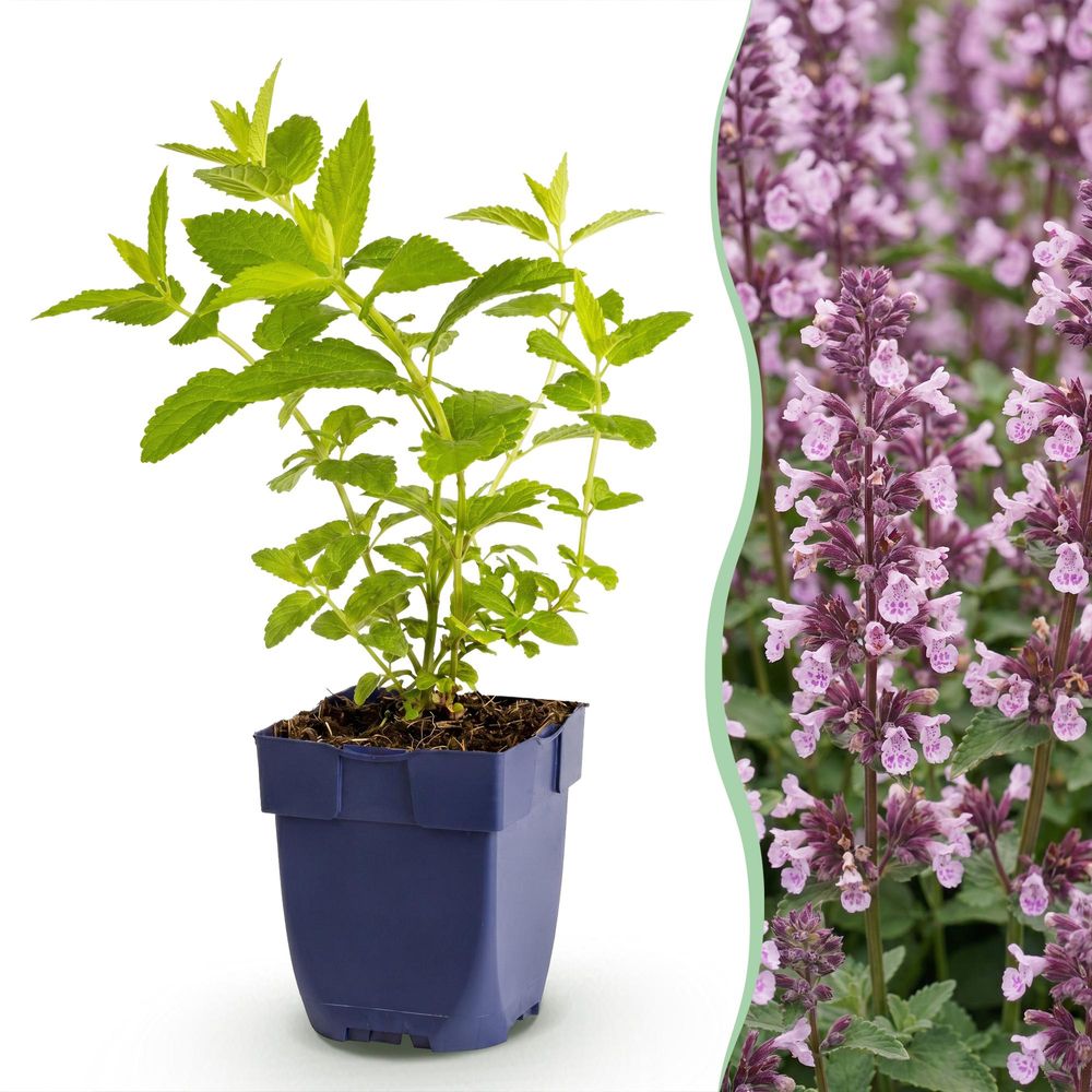 Népéta 'wild orchid' - pot 11 cm - hauteur 25 cm
